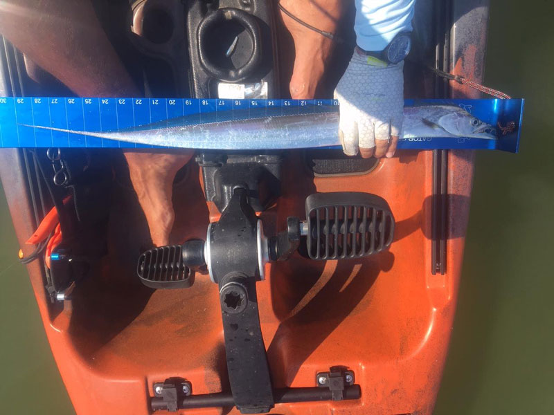 cutlassfish caught in maryland