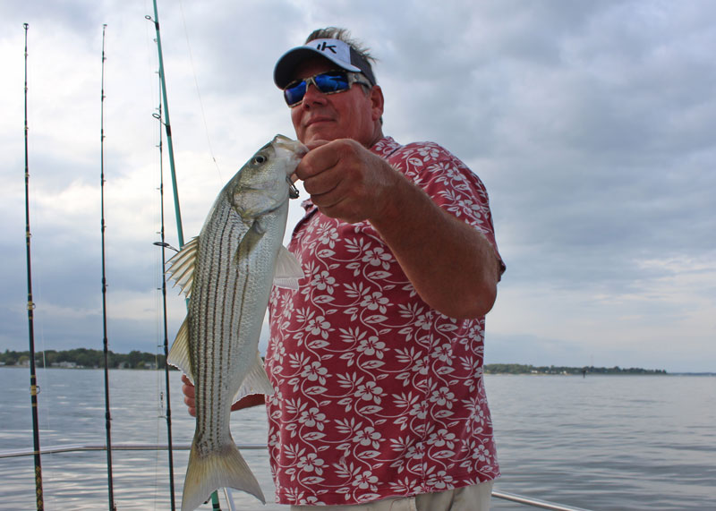 striped bass caught on light tackle