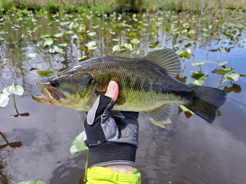 dave with a bass