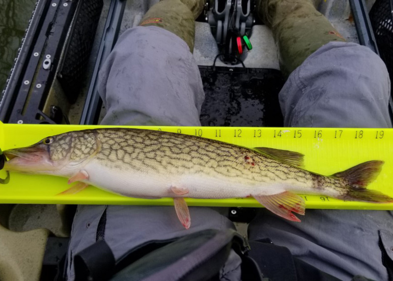 pickerel being measured