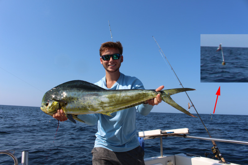 dolphin fish caught at the bass pots