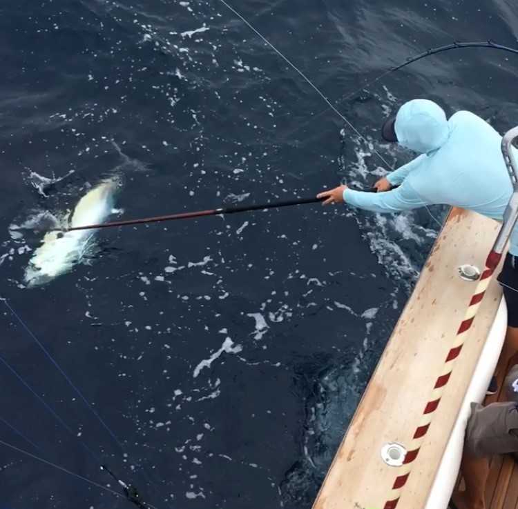 gaffing a bigeye tuna