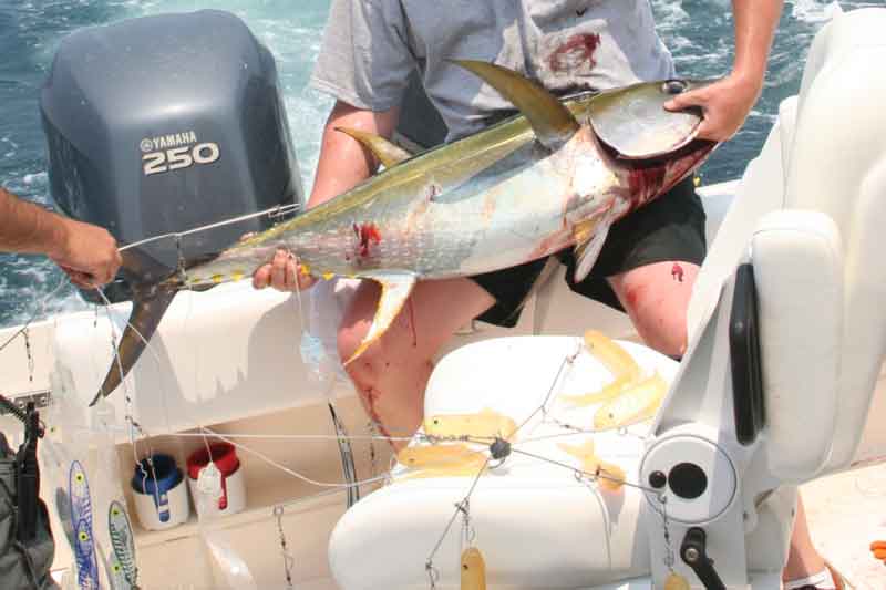 tuna fish caught with a dredge