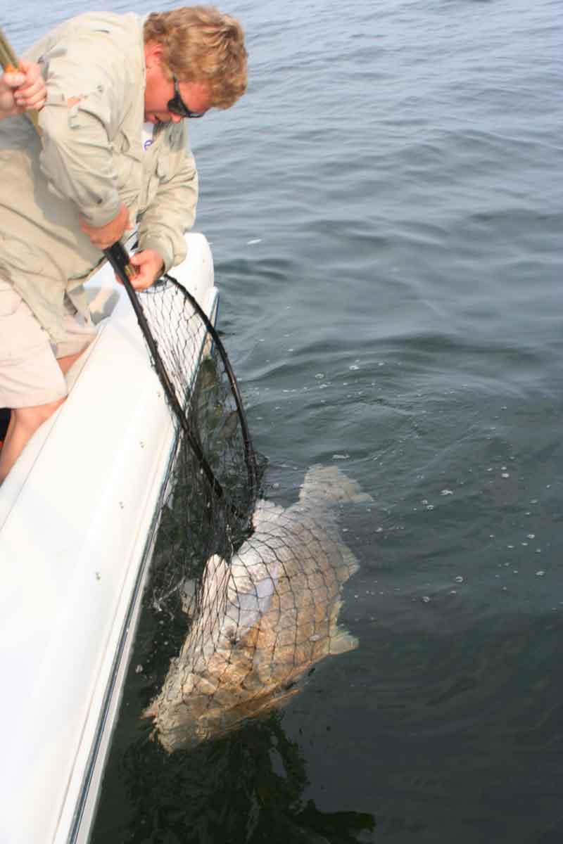 big black drum