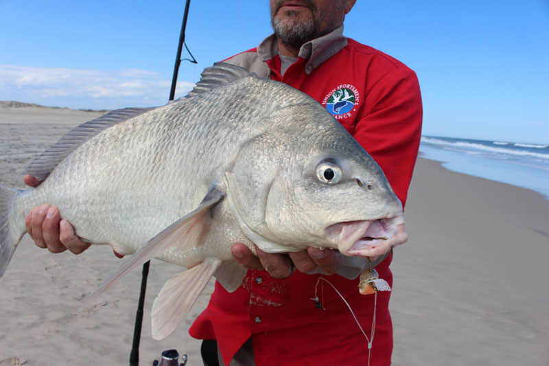 black drum fishing