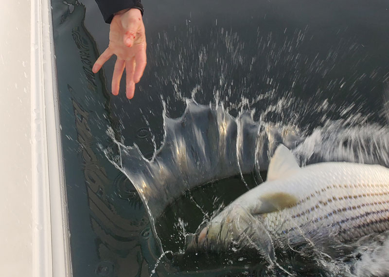 releasing a big rockfish