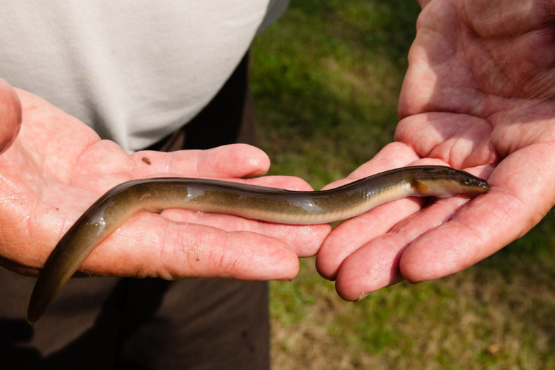 american eel