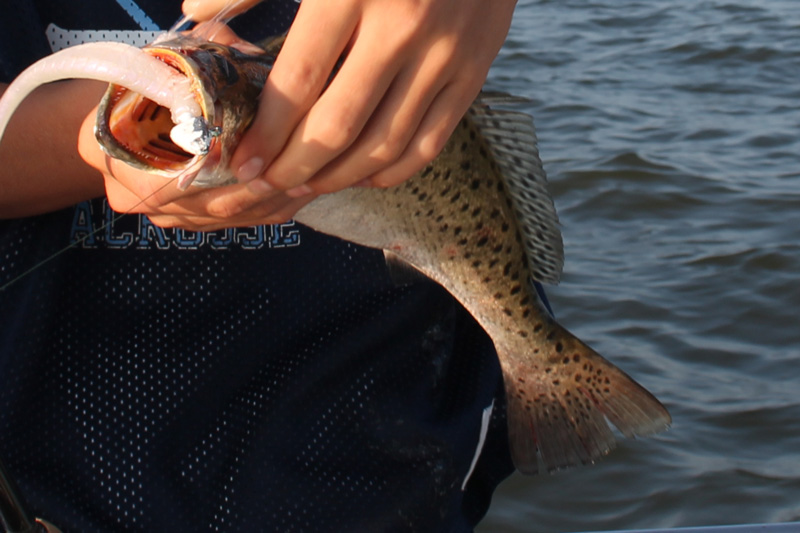 speckled trout on the esva