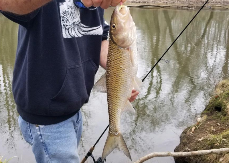 fall fish in river