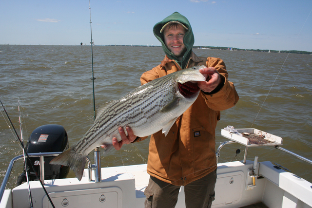 striper on bunker chunks