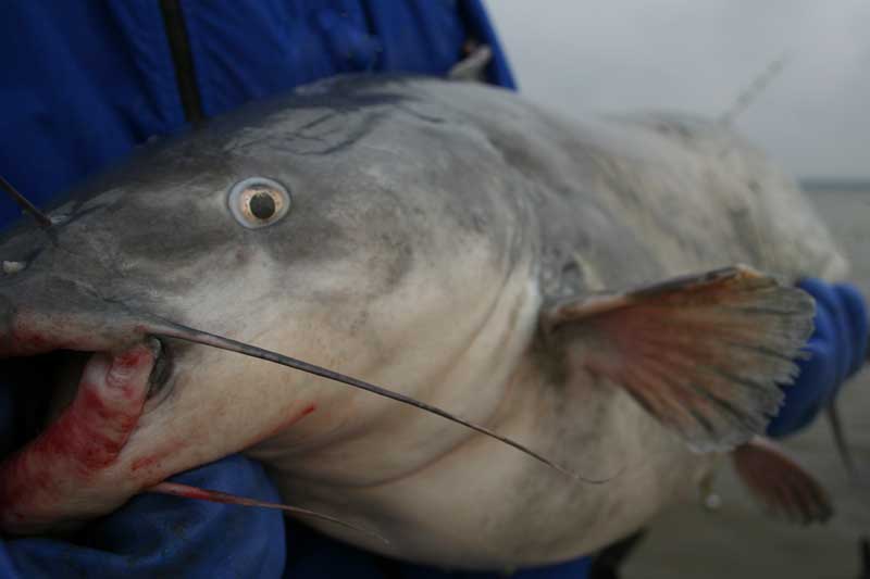 huge blue catfish