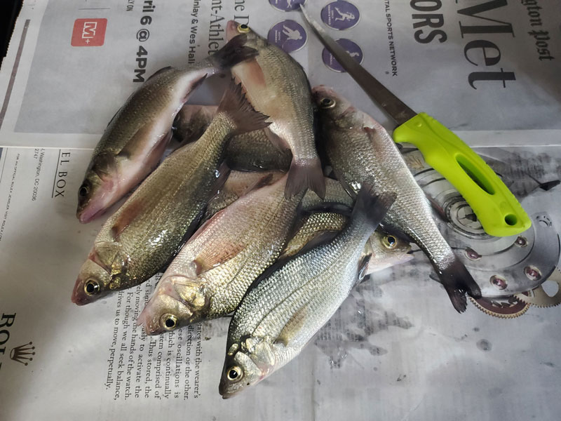 white perch on the fillet table