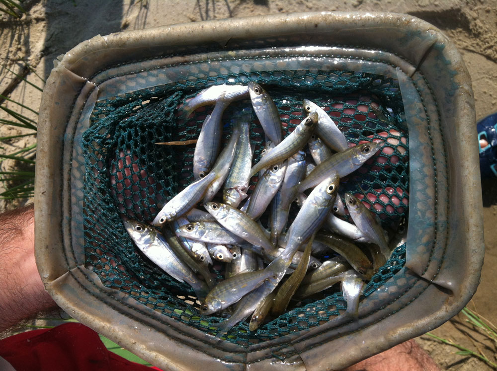 baby striped bass