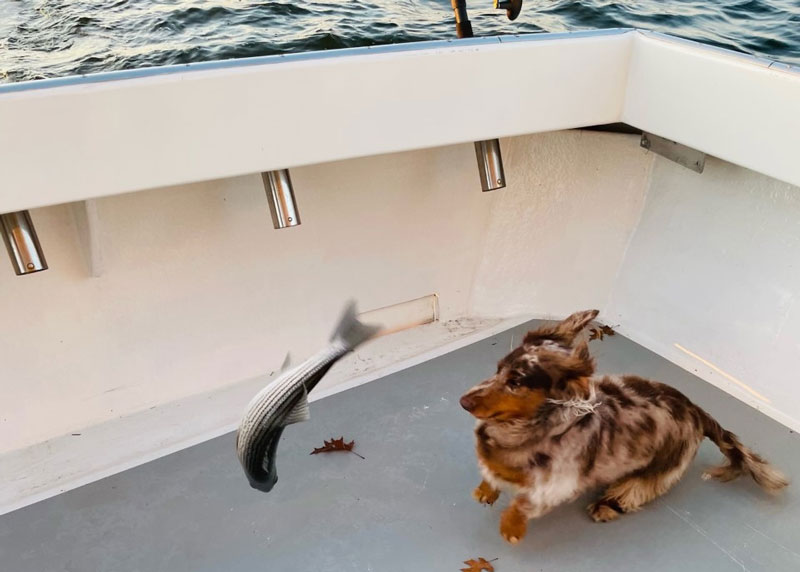 dog barking at fish