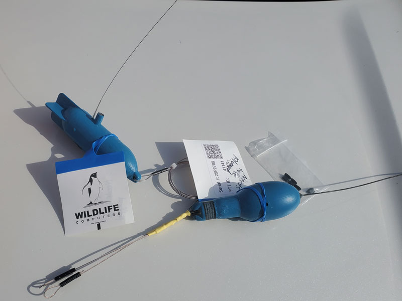 tags used for tracking fish