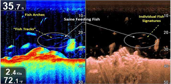 fishfinder scanner looking down