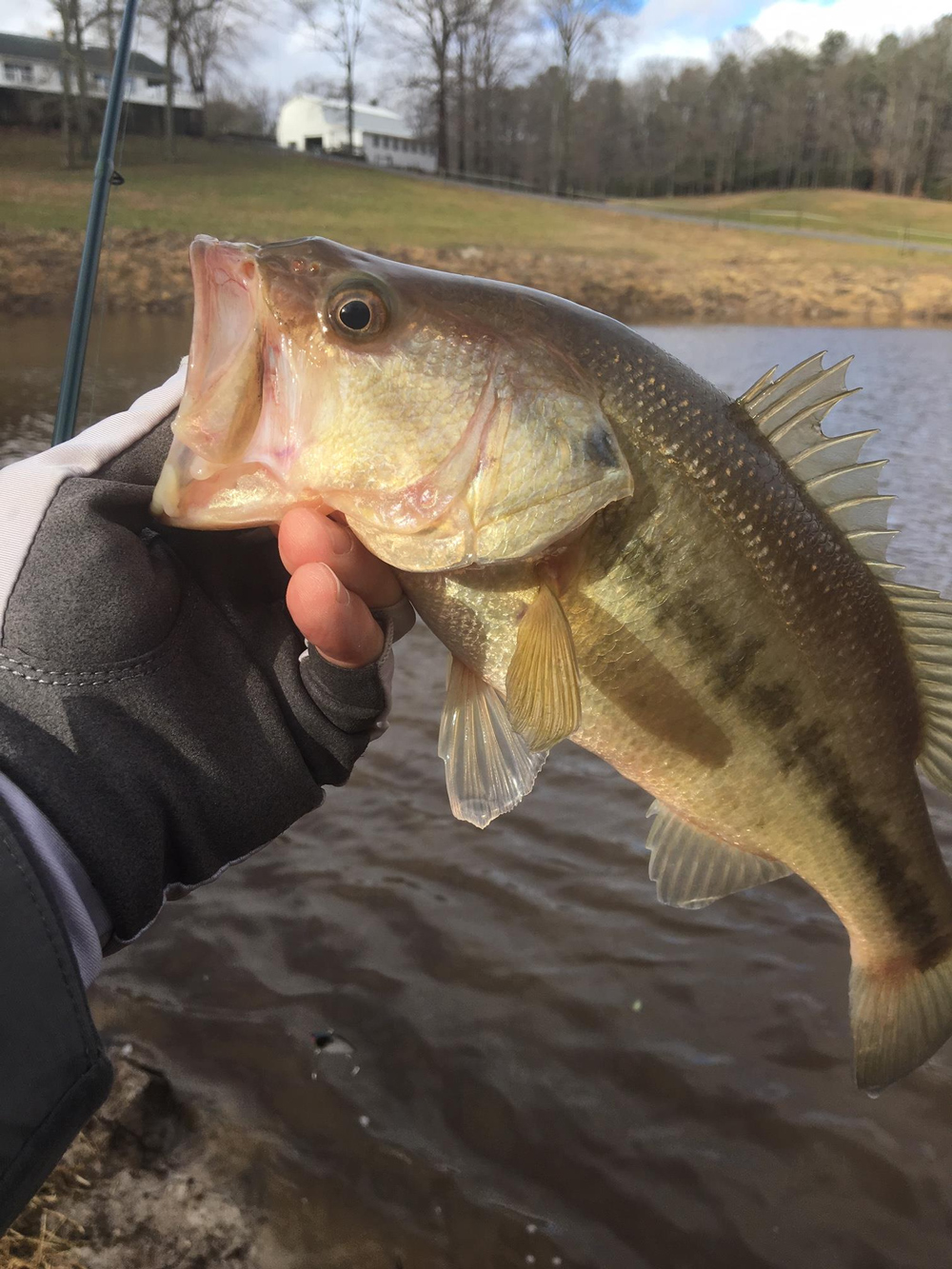 largemouth bass fishing