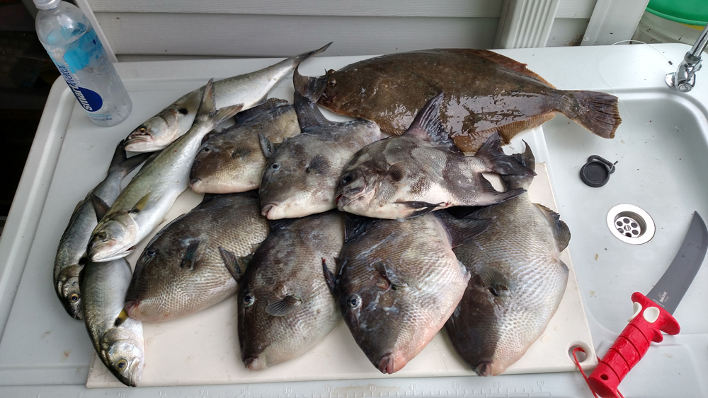 a mix of spadefish and triggerfish caught at the cbbt