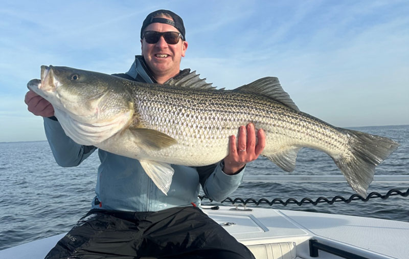 middle bay trophy rockfish