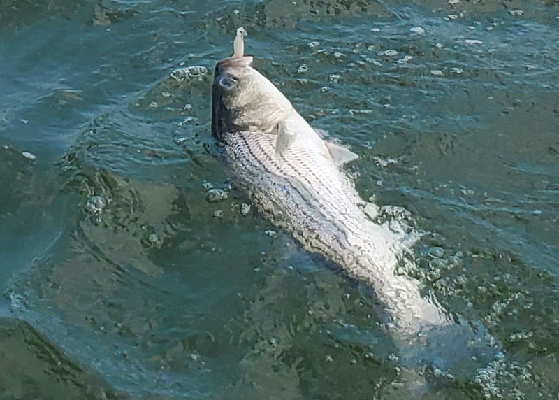 rockfish in the water