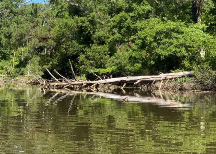 good spot for sunfish and bluegill