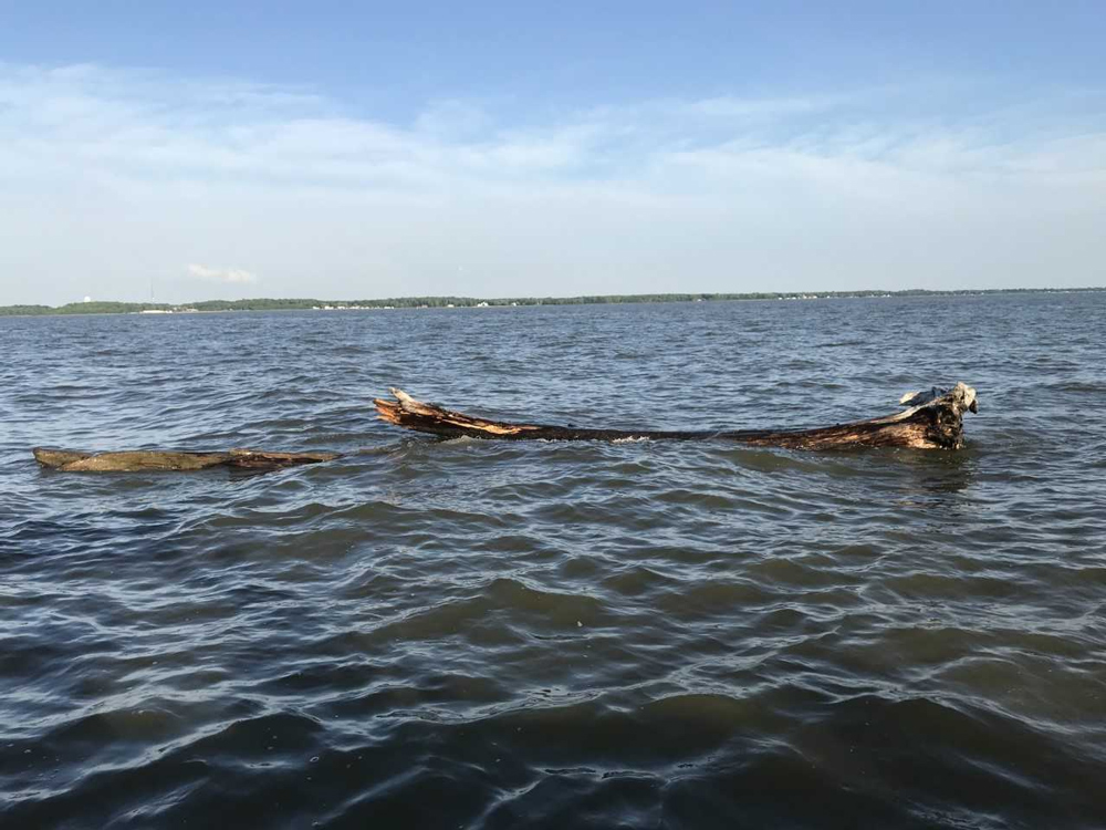 log floating in chesapeake bay