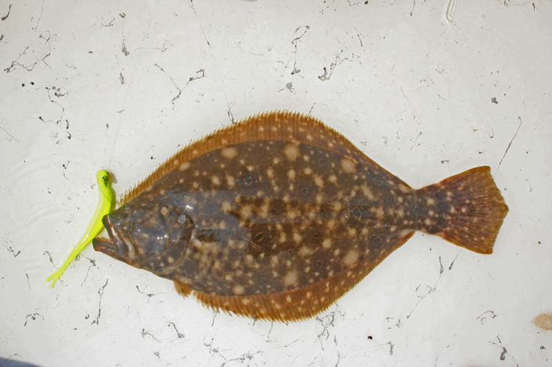 flounder