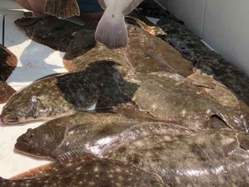 bunch of flounder on a boat