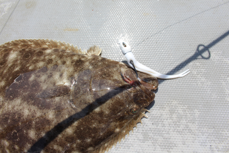 flounder fish