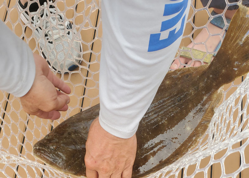 flounder in the net