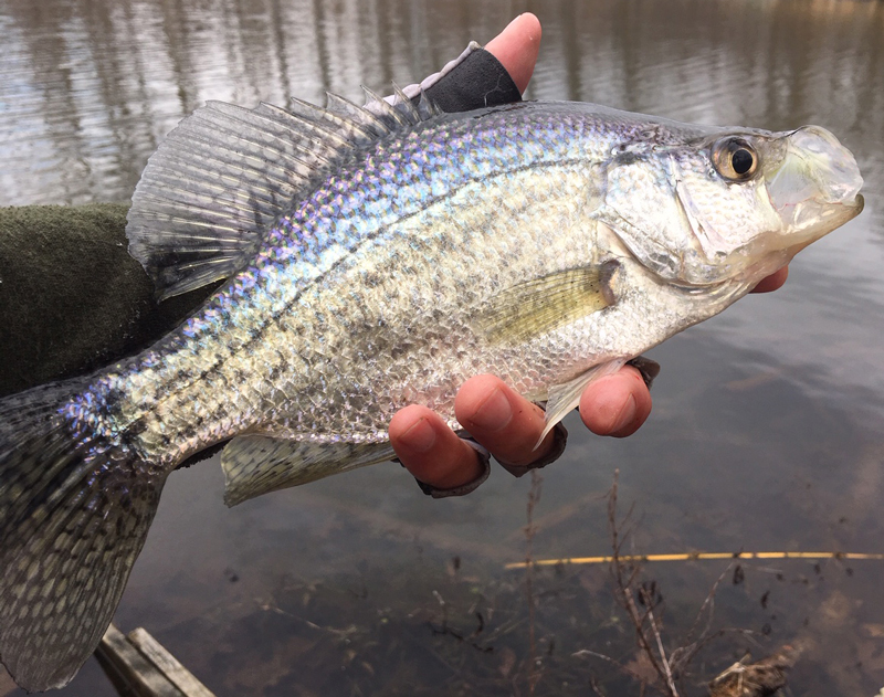 crappie fish