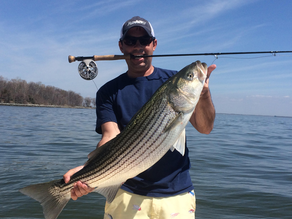 striper caught on fly