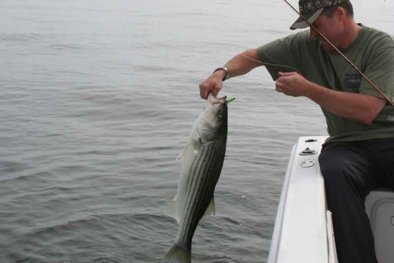 rockfish on a flyrod