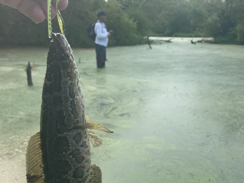 snakehead in a pond