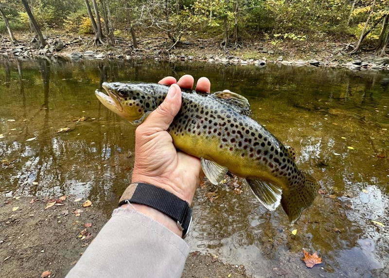 trout fishing