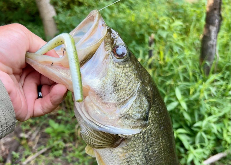 bass ate a wacky worm