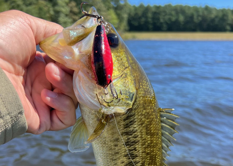 largemouth bass on a lure