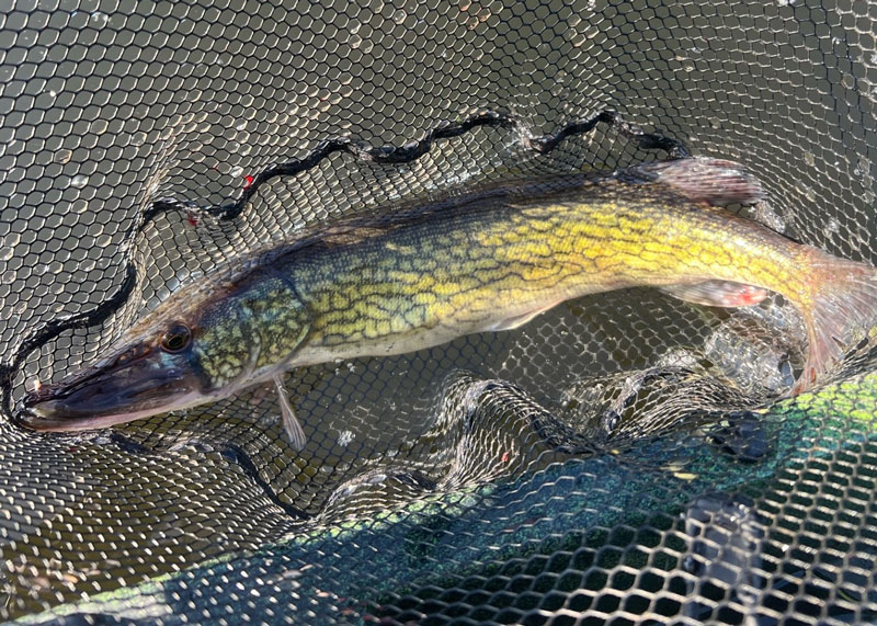 fall pickerel bite begins