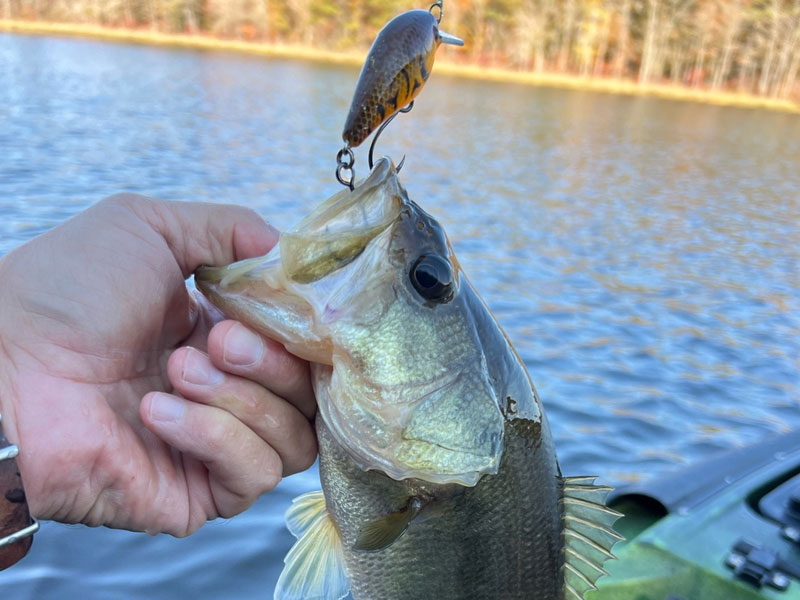 largemouth bass on a plug