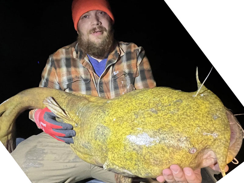 huge flathead catfish