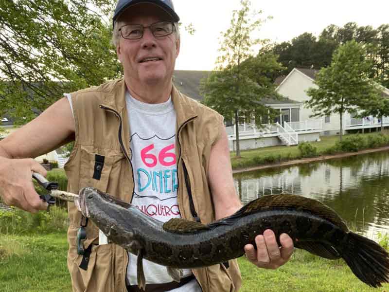 angler with a snakehead fish