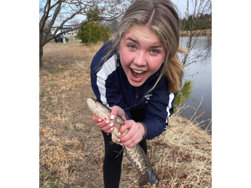 snakehead in a pond