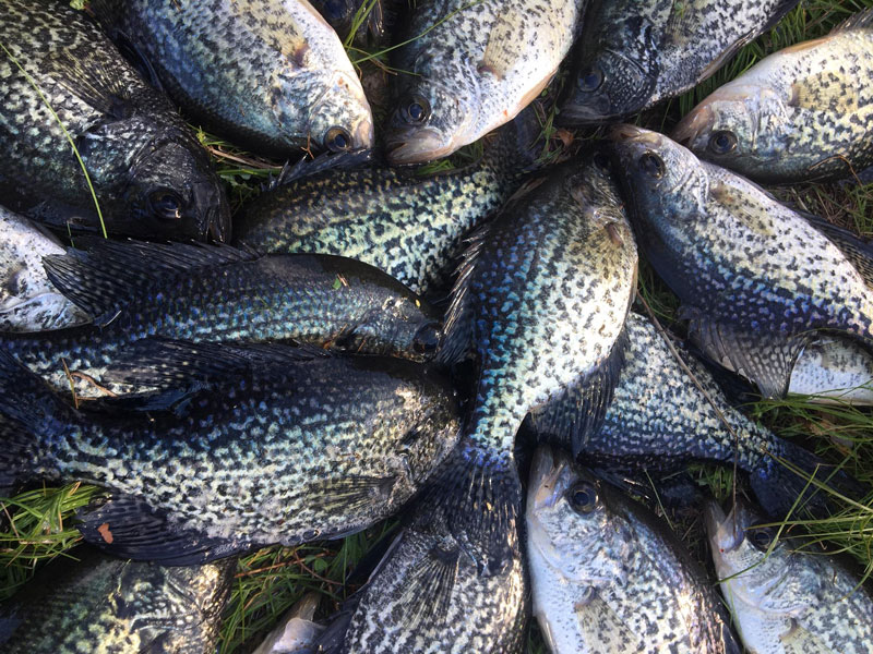 pile of crappie caught freshwater fishing