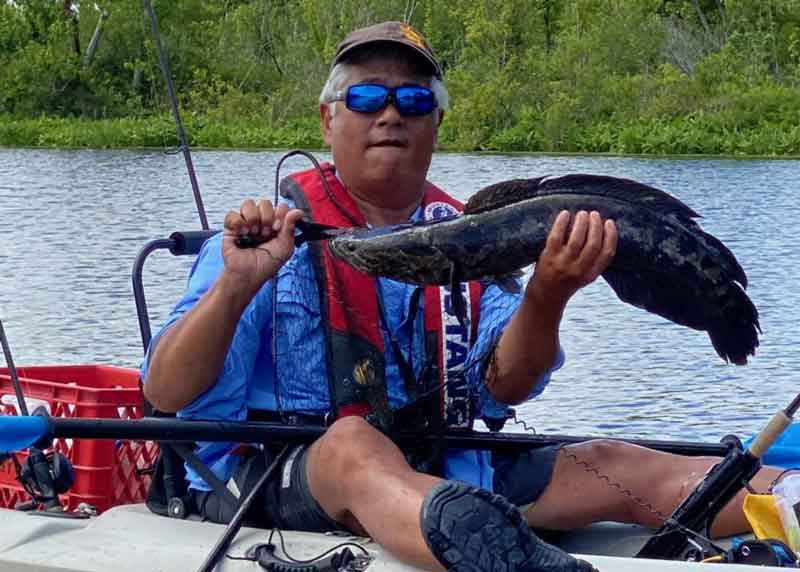 freshwater fishing report snakehead