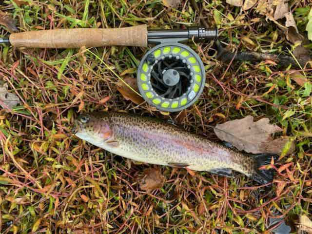 trout and fly rod