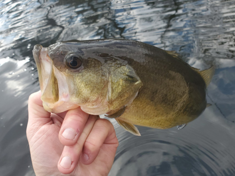 summer bass fishing