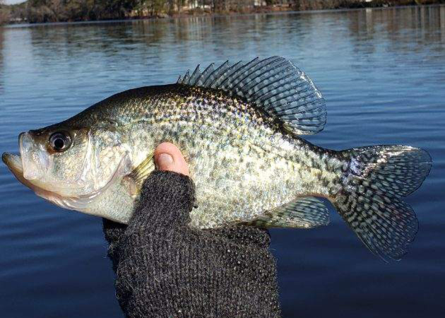 crappie fishing