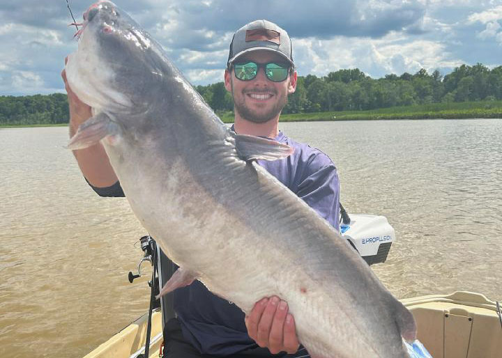 blue cat in the patuxent