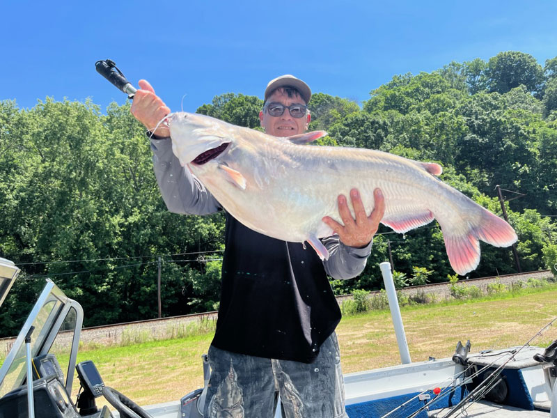 huge blue cat fish