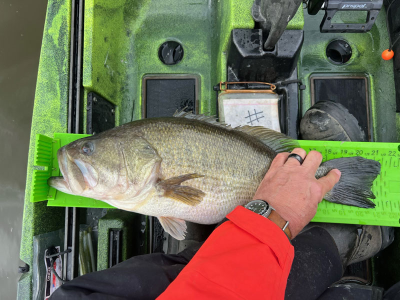 big bass on a ruler